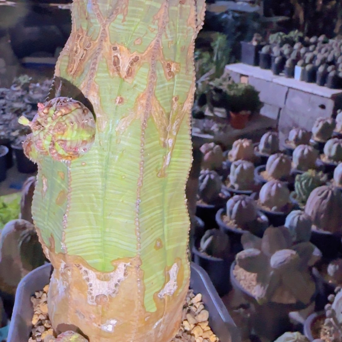 南**！块根植物块根植物