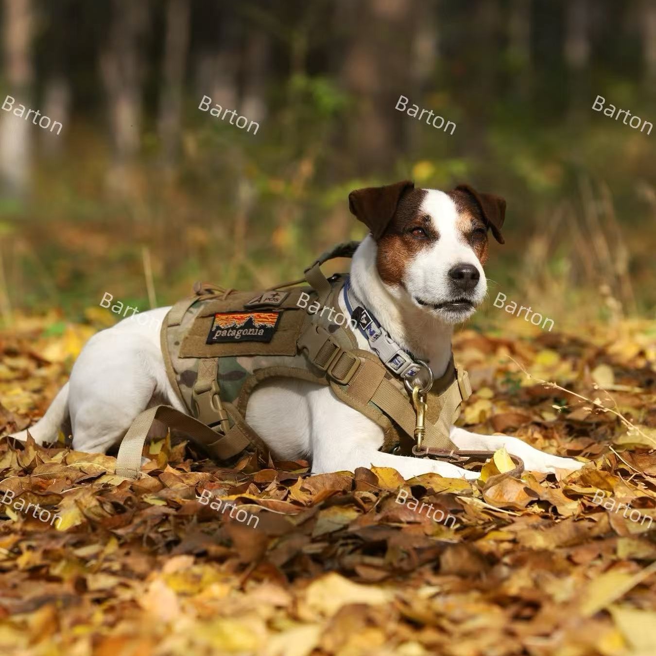 牧师罗素梗狩猎小型猎犬