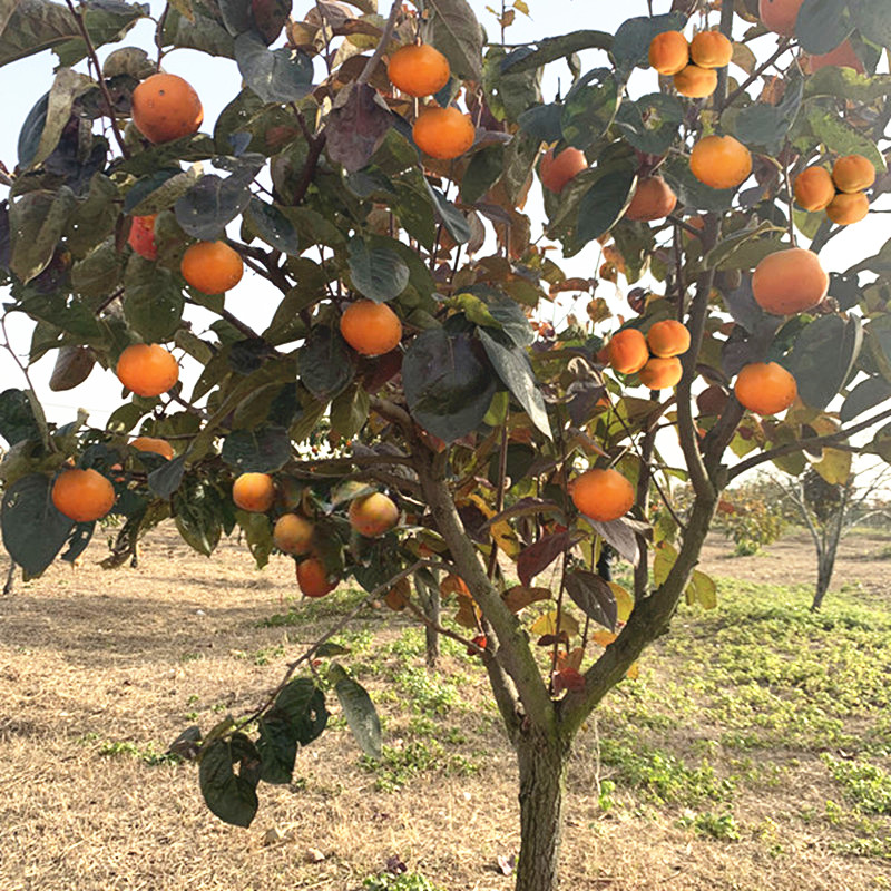 火晶柿子 脆甜柿子树 盆栽地栽南方北方均可种植
