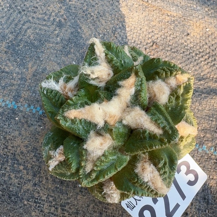 2273落地大尤龟甲牡丹锦