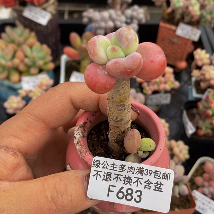 洛神老桩683多肉植物