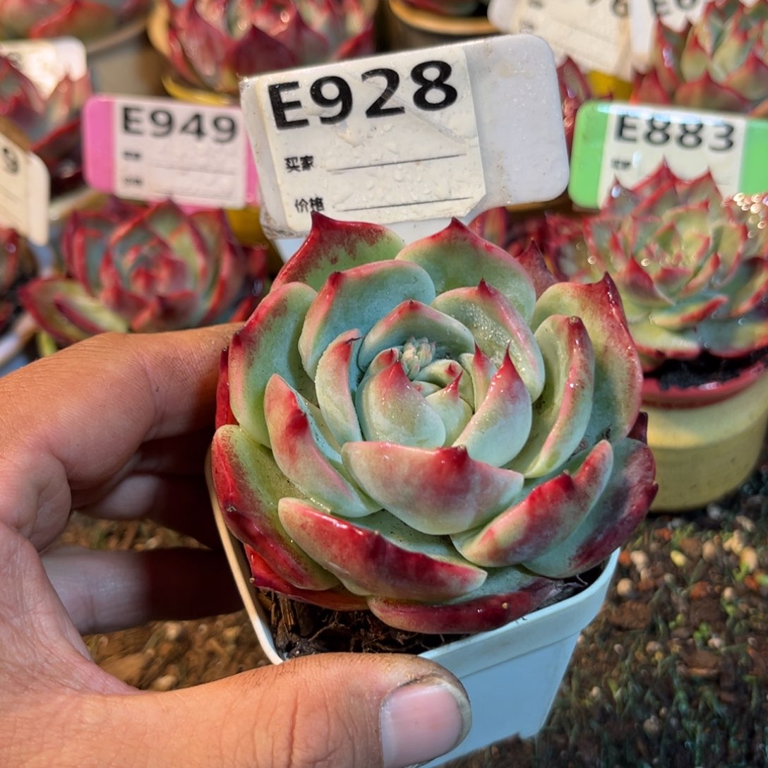 惊鸿一瞥928号多肉