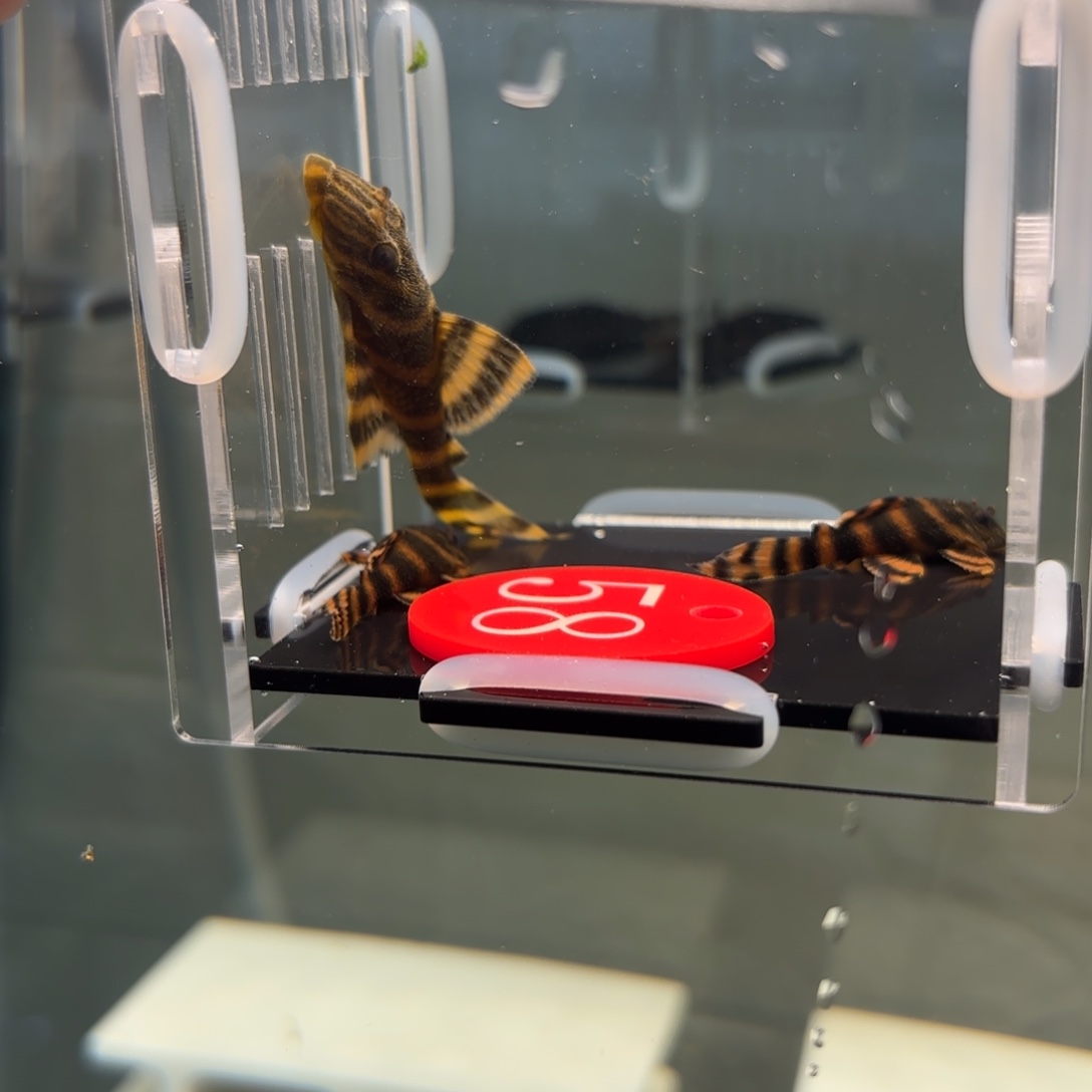 手***好清道夫鱼398一条5➕，397两条3➕，中通