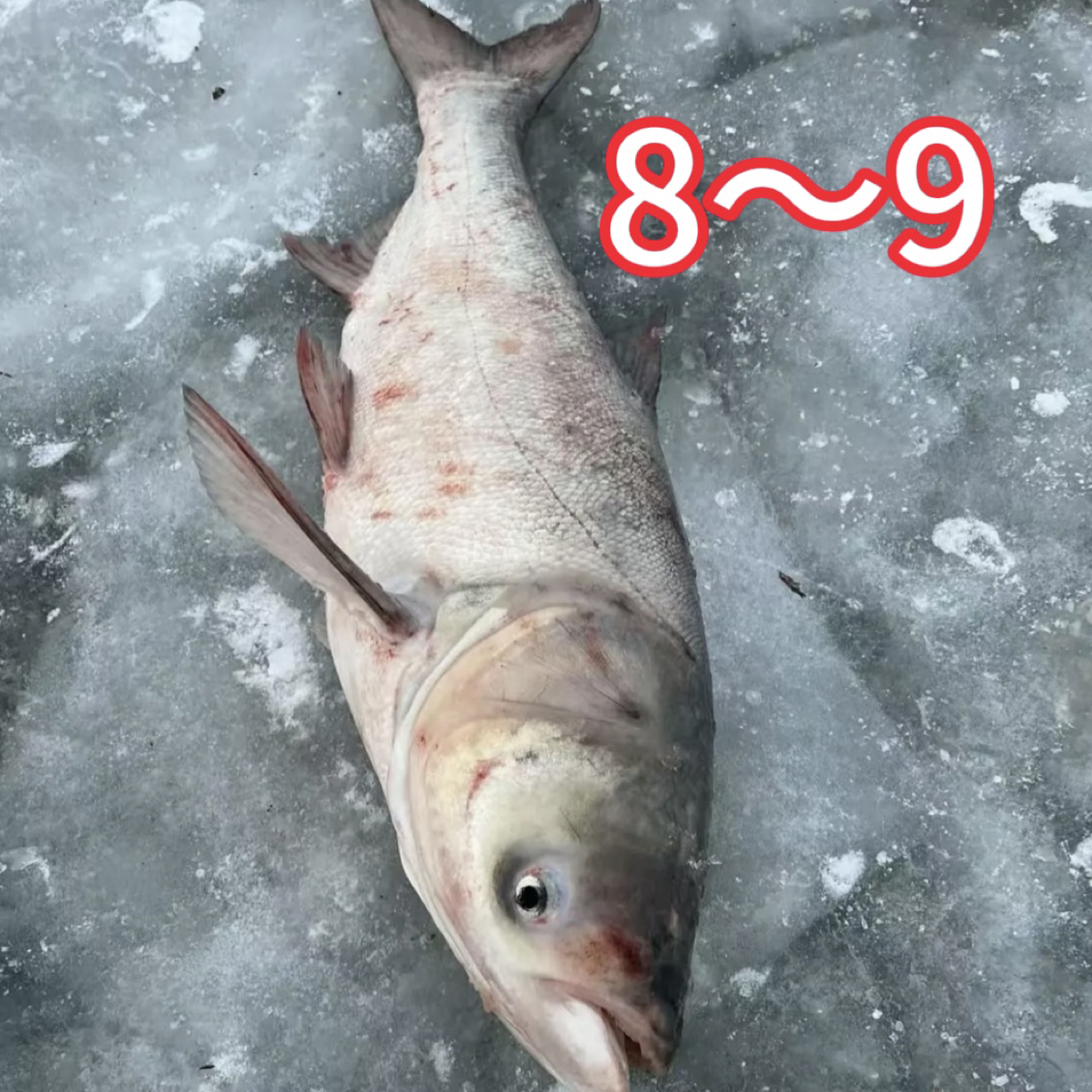 【速冻】花鲢鱼【一条鱼】7～9斤链接