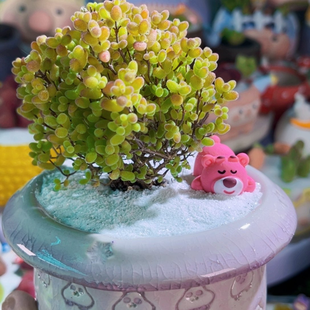 09手工盆枝干冰晶连盆带土包邮