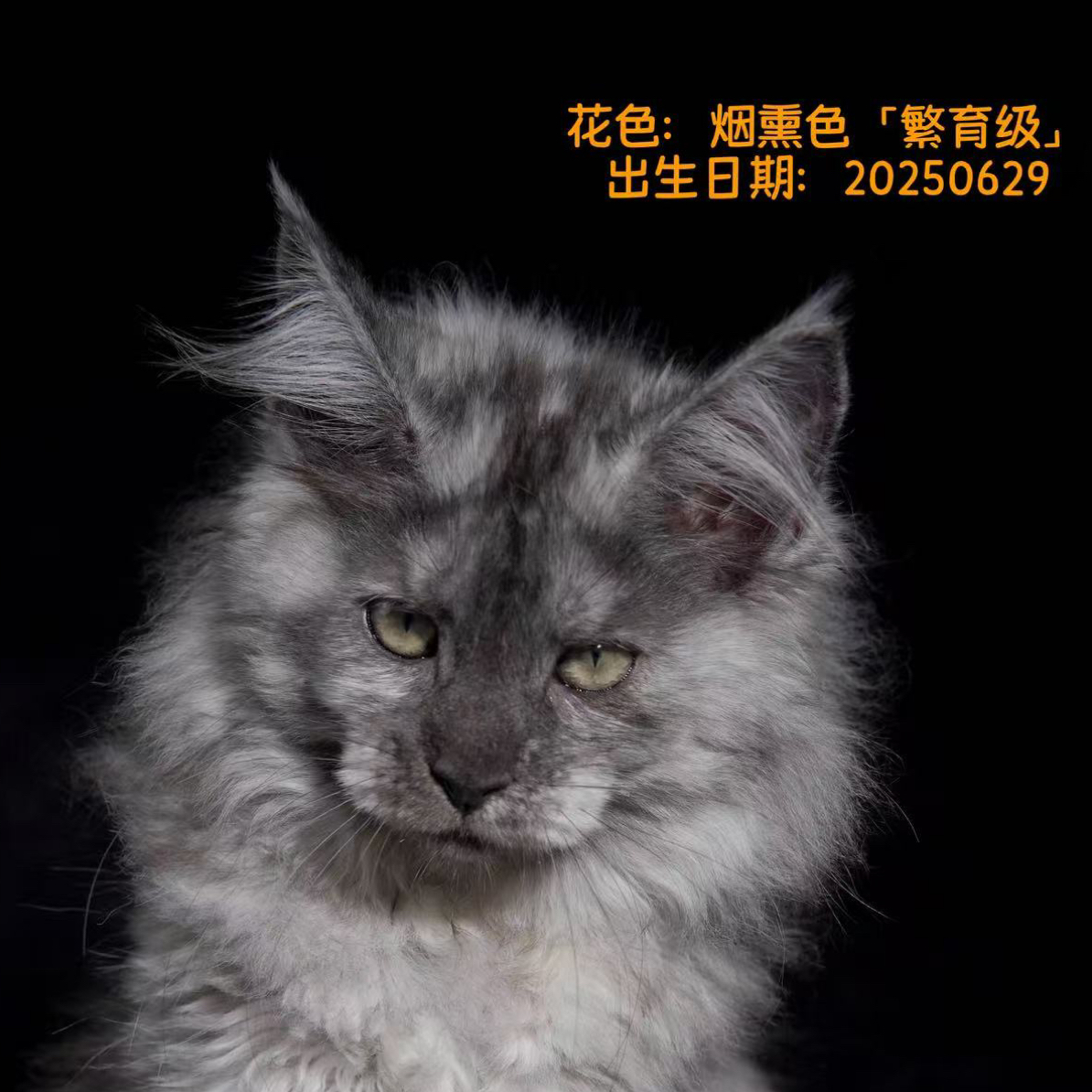 稀有色重点烟妹妹｜繁育级别｜围脖已经长开｜2025.6.29生