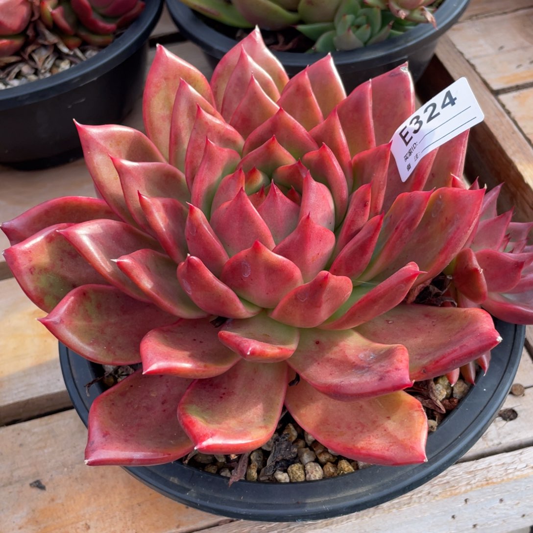 无花朵若如东云单拍E324