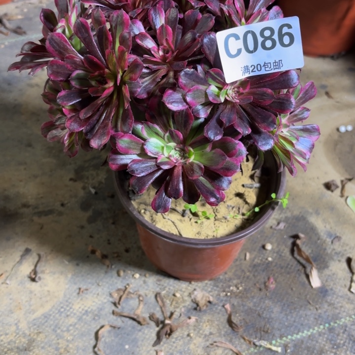 瑞妈，，。。。。。086同花顺，