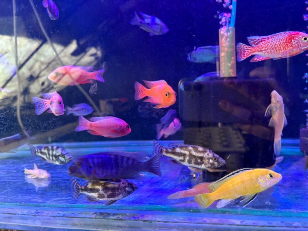 人工增色三湖慈鲷小型热带鱼发10条