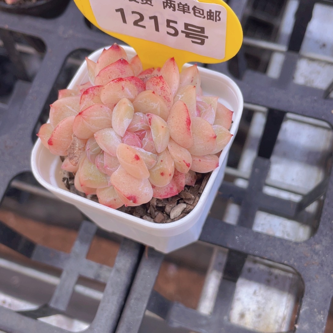 1215号糖心干冰四头