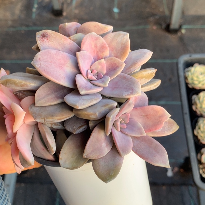 华丽风车锦多肉植物