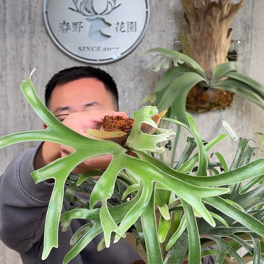 完全开放马圆孢播鹿角蕨春野花园