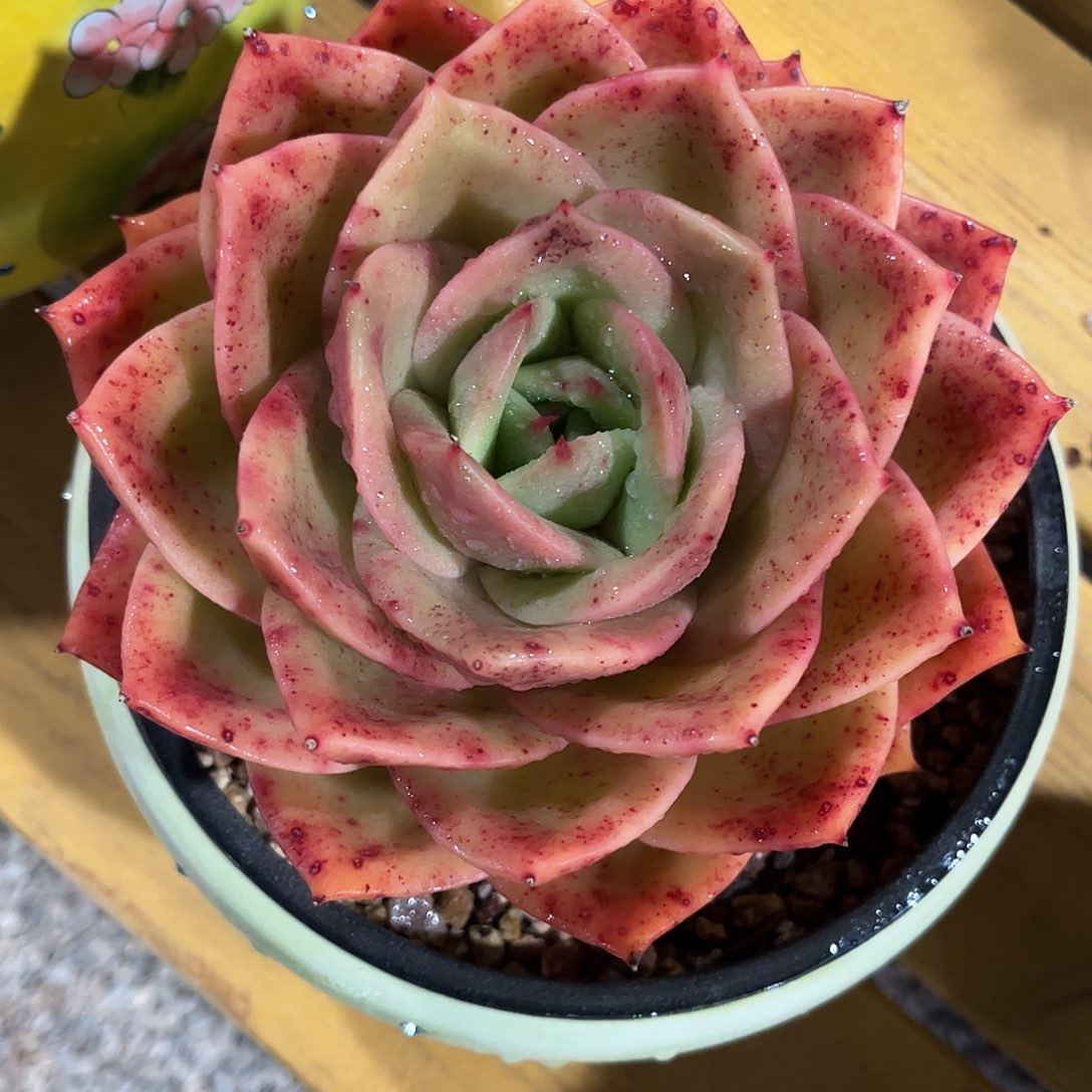 寄养链接的肉肉的