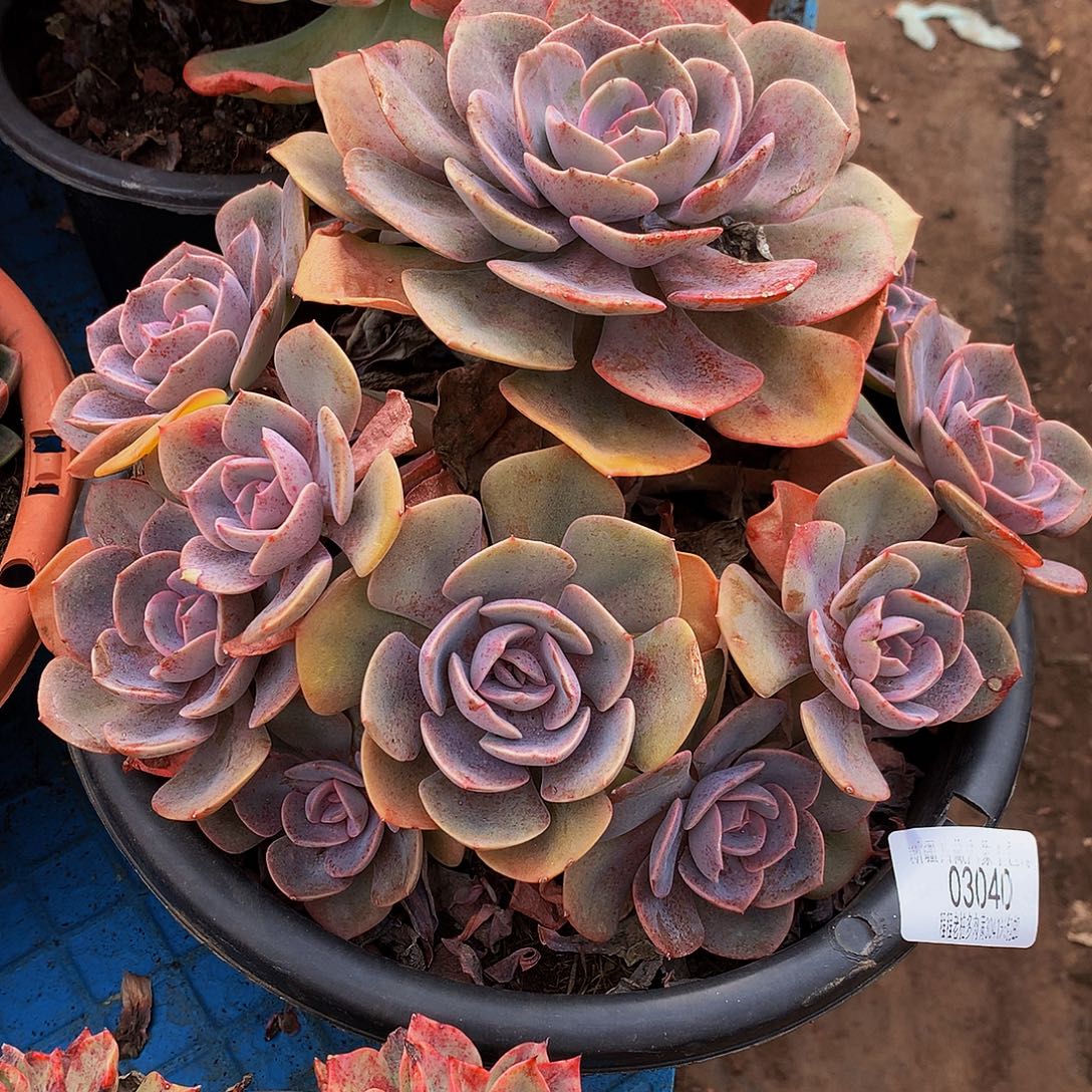 乐****尘埃03040多肉多肉