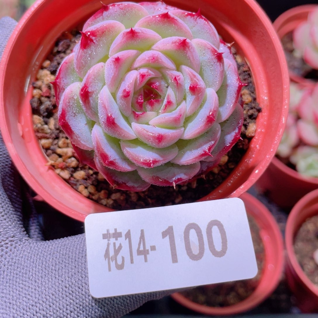 花利美14-100天鹅绒