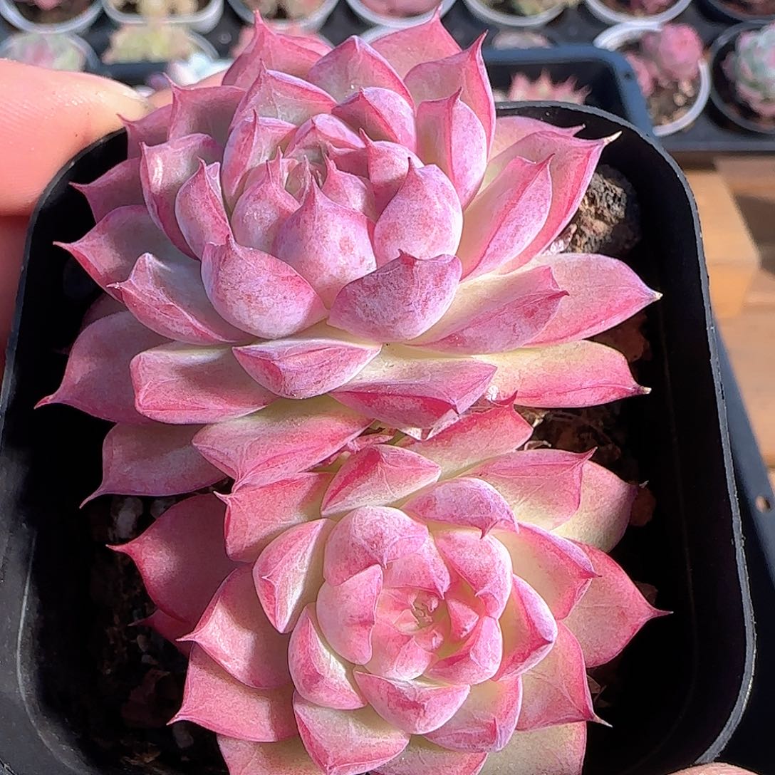 多肉1210-224紫女王