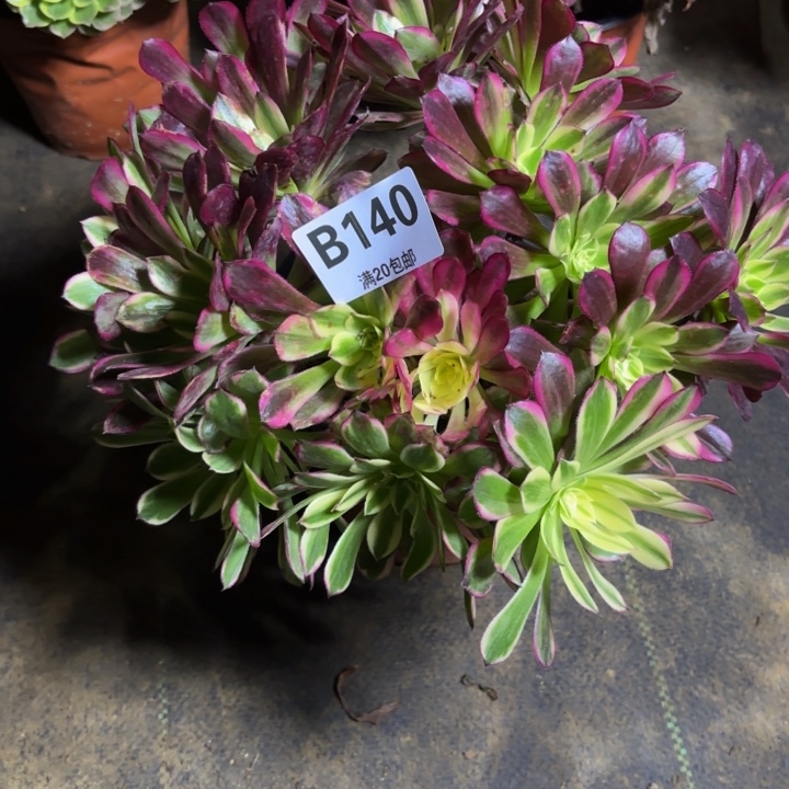 瑞妈，。。。。140天河，