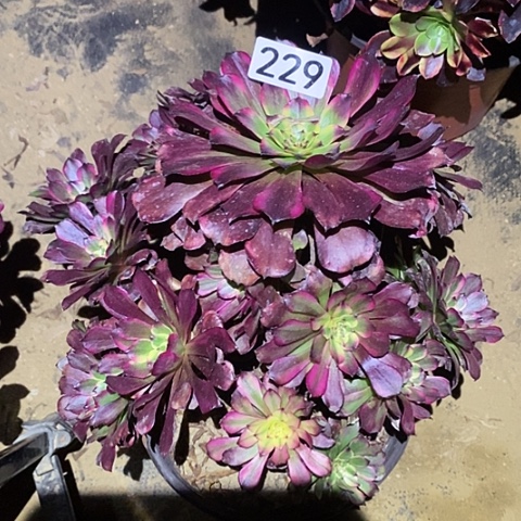 多肉植物法师229美肌