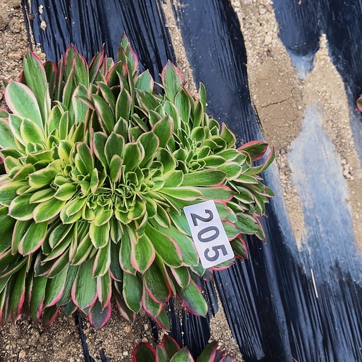 205男神多肉植物处理不售后缀化