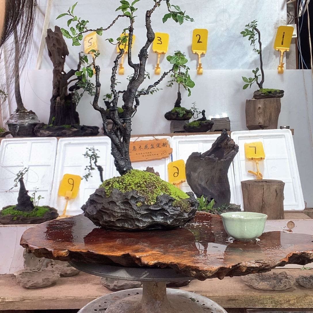 当前无花栽培后可以开花