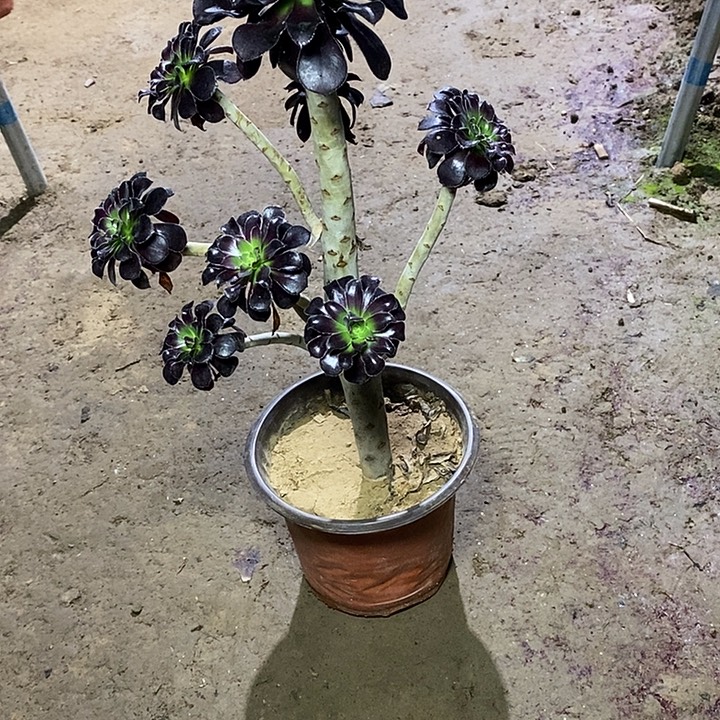 14，墨法师124678899900