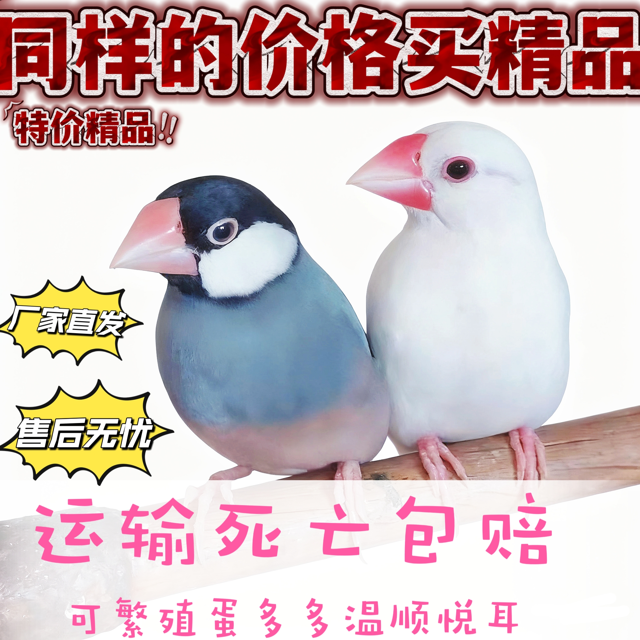 灰白文鸟活体宠物鸟活泼可爱适合家庭饲养