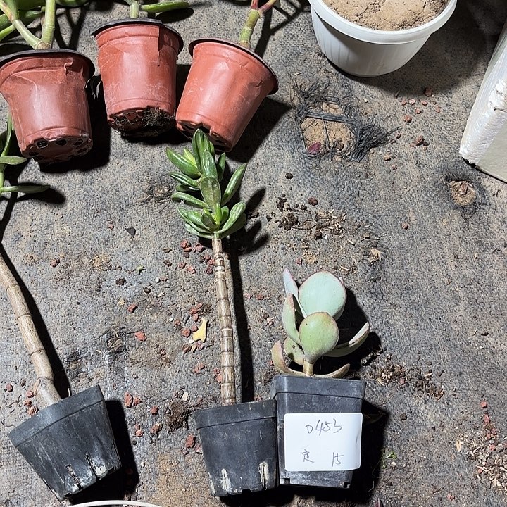 落***定当前无花栽培后可以开花轮回 招财猫15