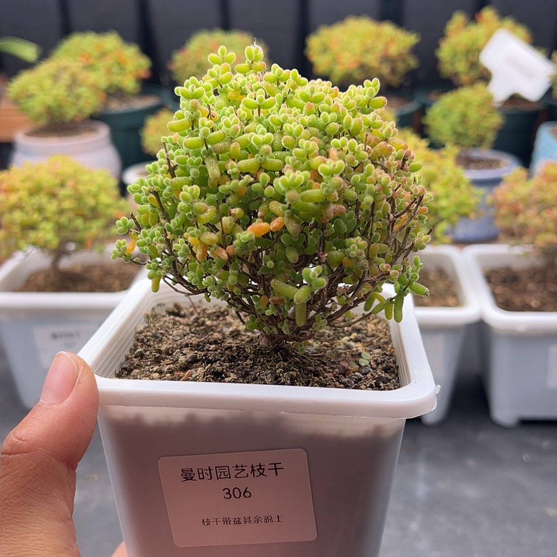 306号密橘糖球12.6多肉