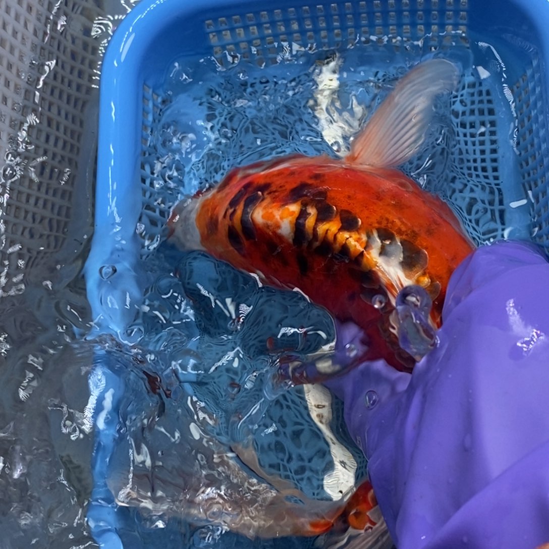 锦鲤冷水锦鲤包邮