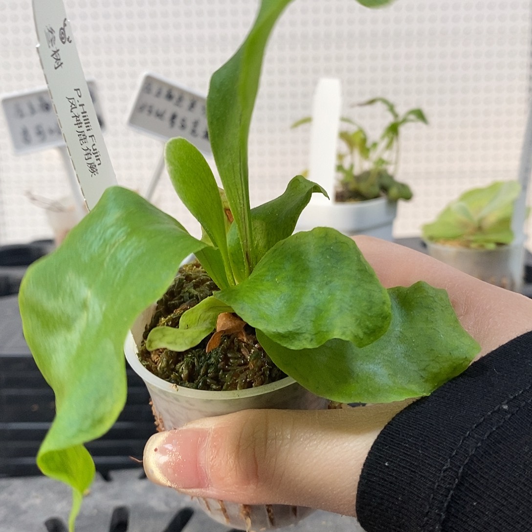 无花朵风神鹿角蕨