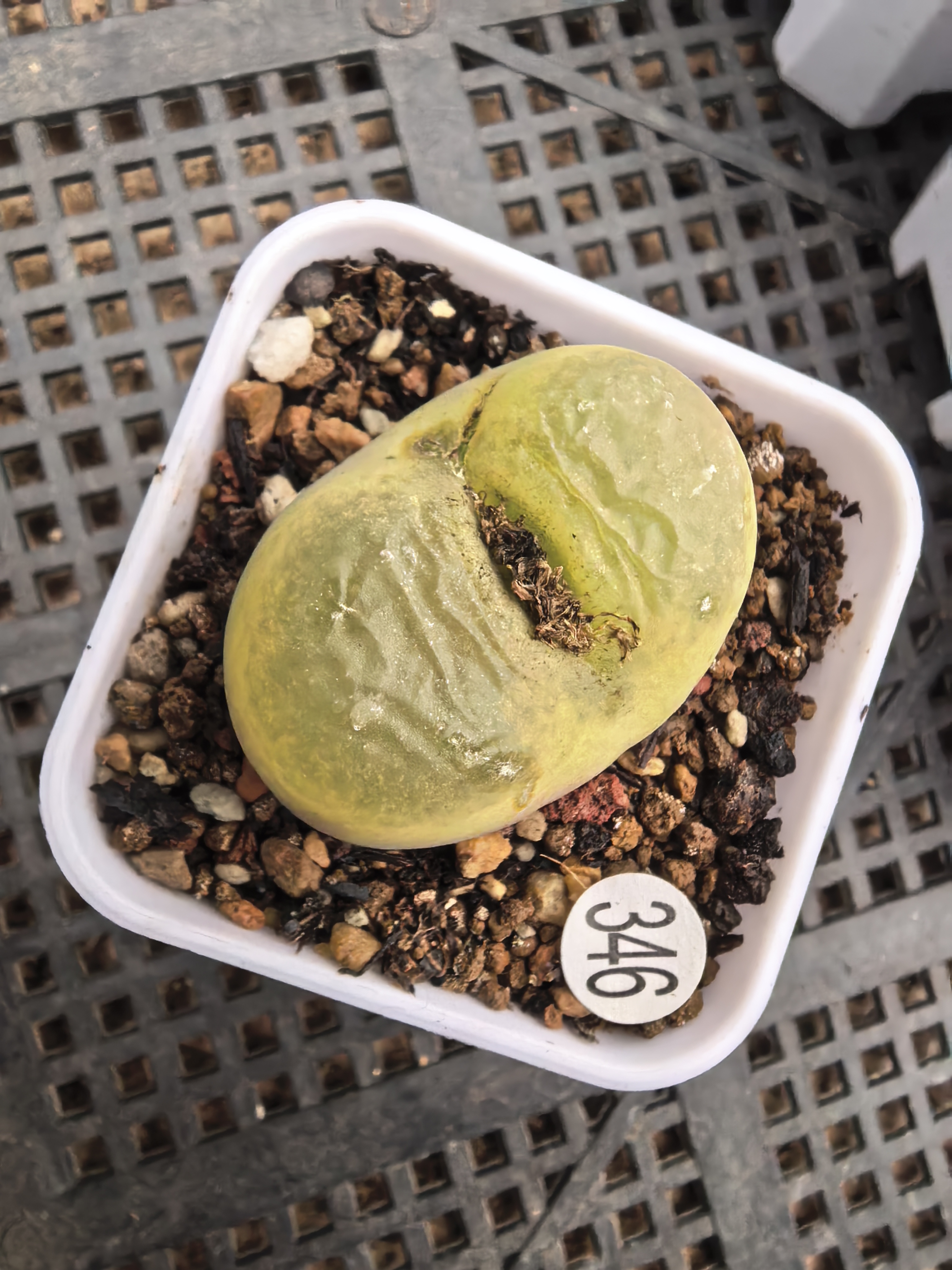 3.5cm（瑕疵）多肉植物