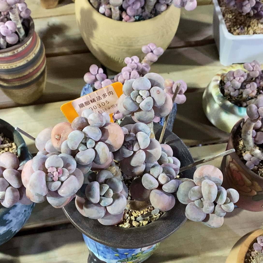 么***z00305把金山璐璐图了烤鱼