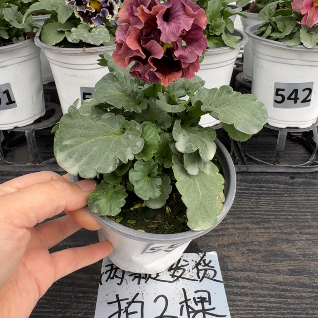 全部花朵559号洛可可