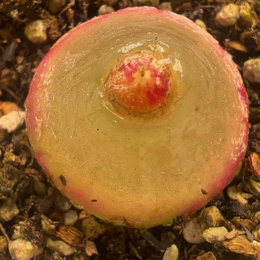 母本灯泡多肉植物百科