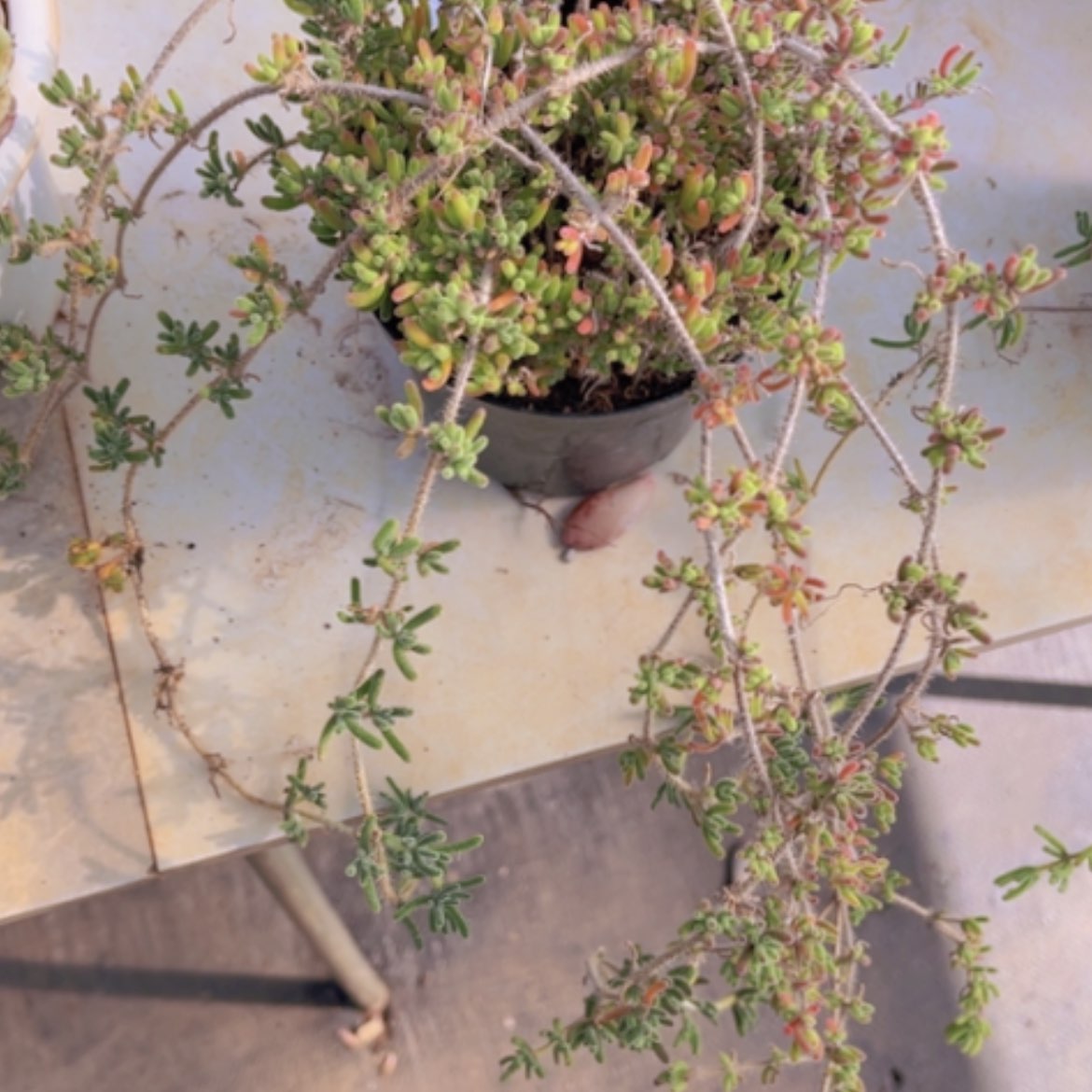 【闪购商品】枝干番杏20220