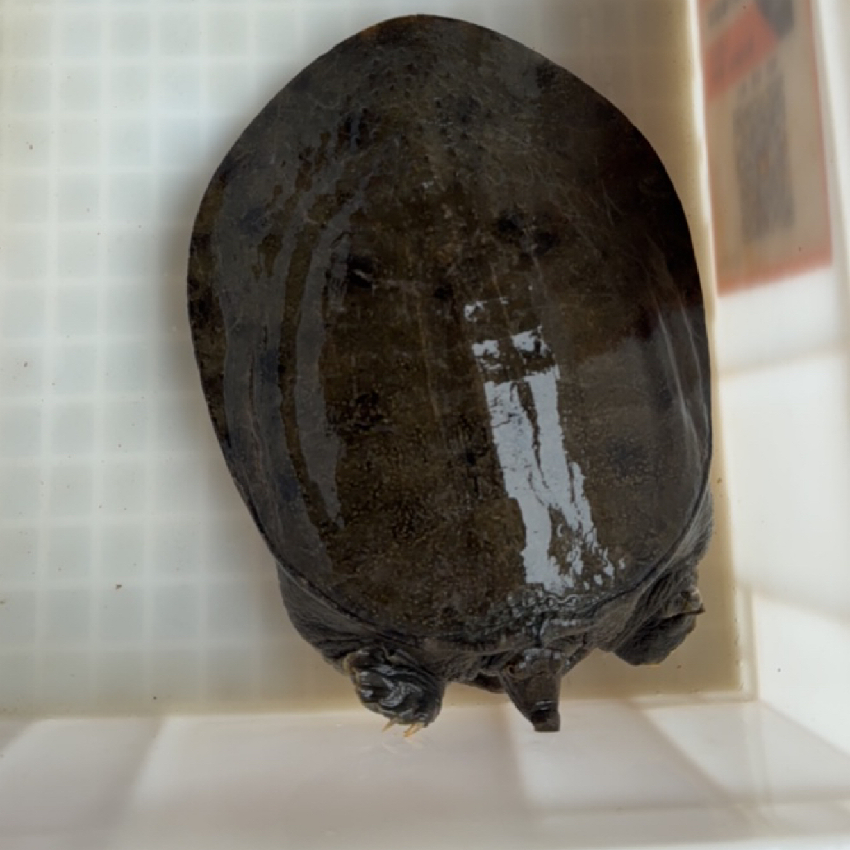 中秋佳品 鲜活甲鱼顺丰包邮到家 重量 2.2 斤