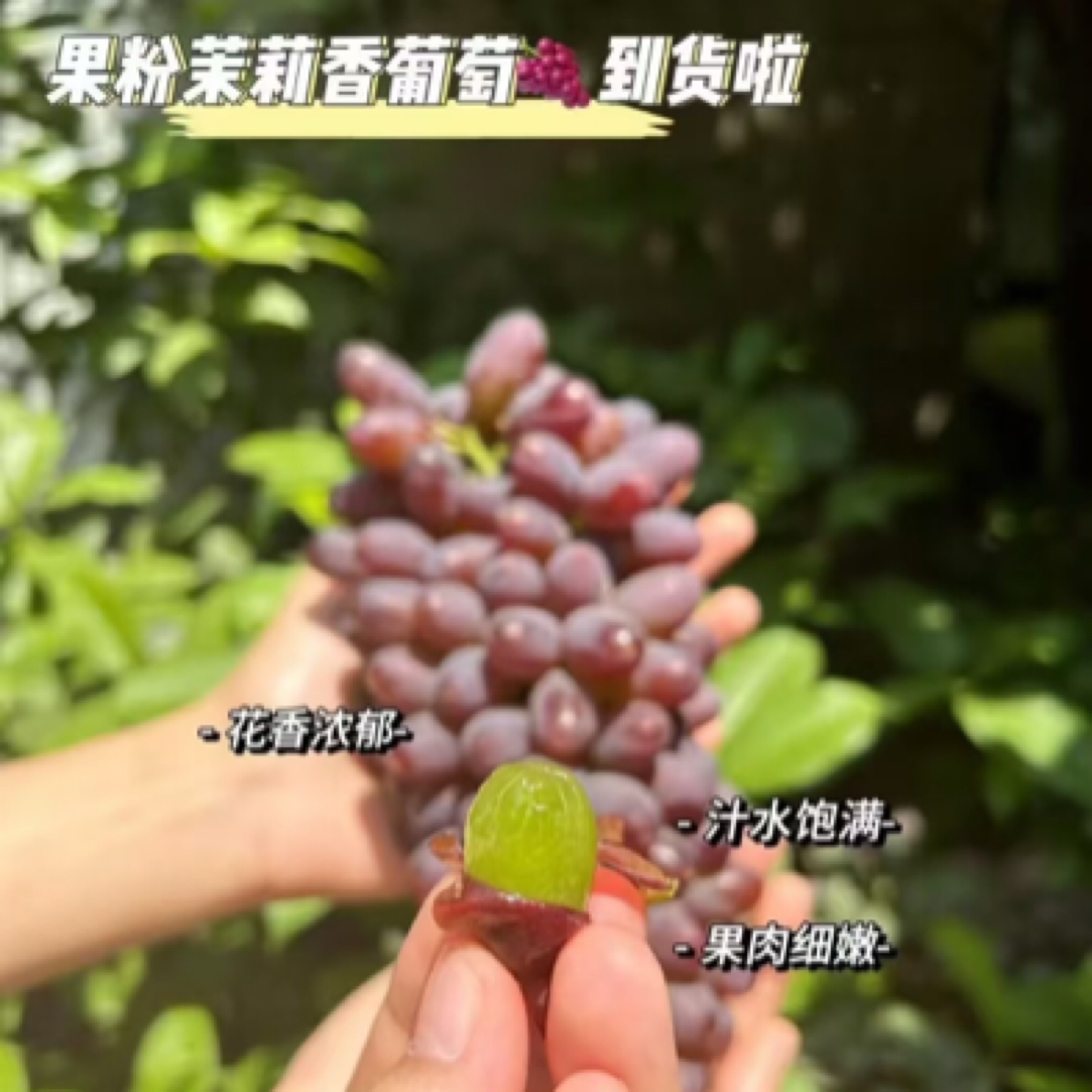 茉莉香葡萄新鲜无籽有花香整串680g四川省