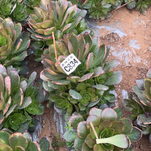 834枚金玫瑰不包断枝