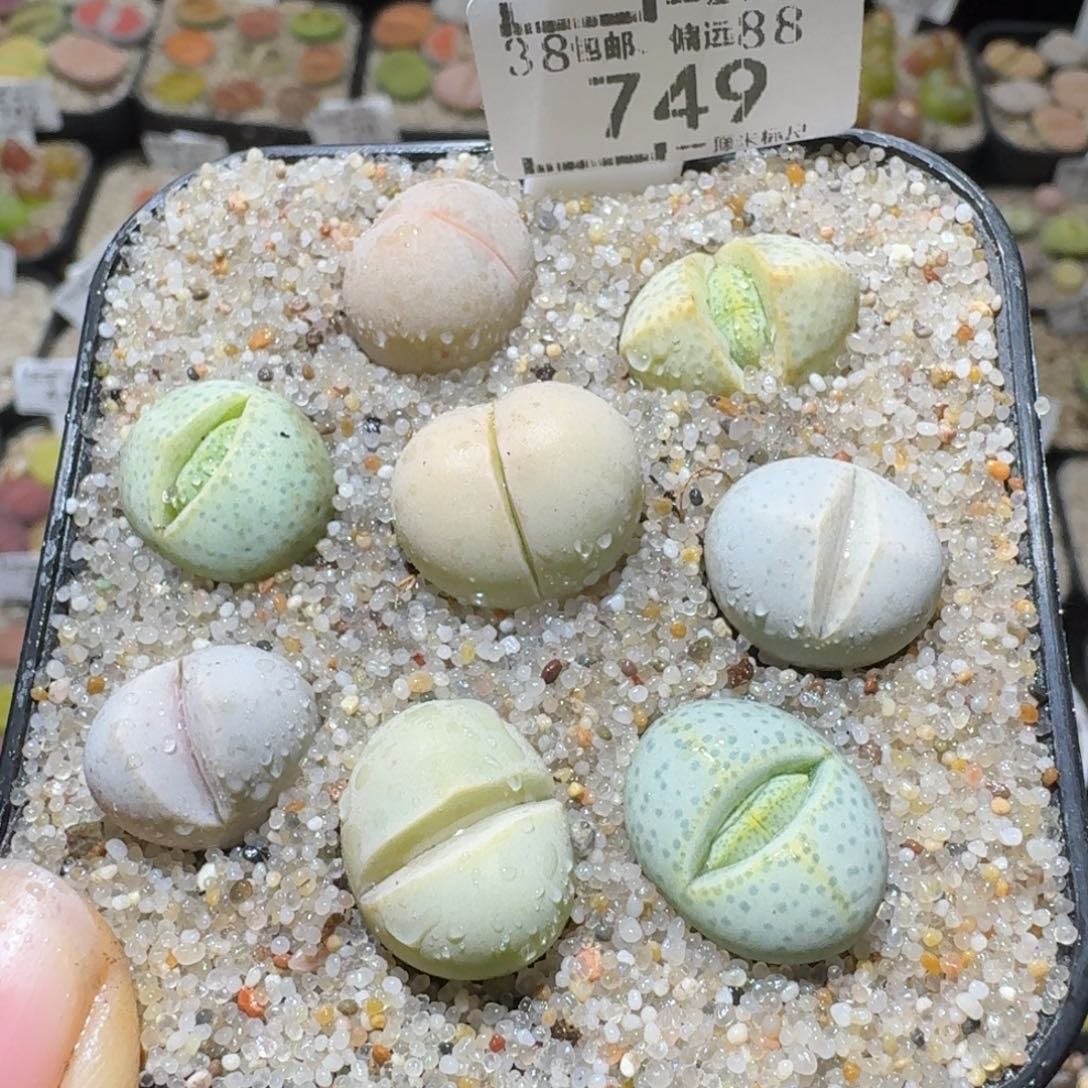 Sss清货了清货了749