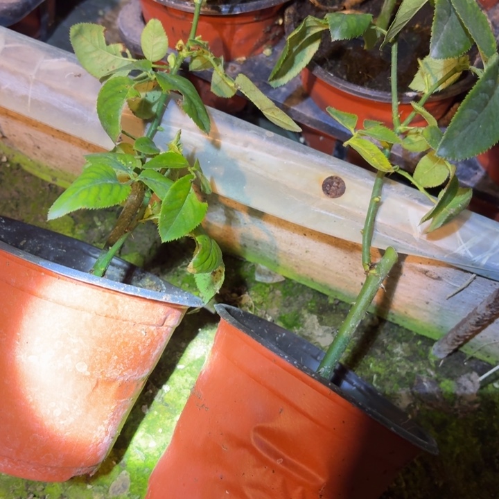 无花朵温莎城堡小