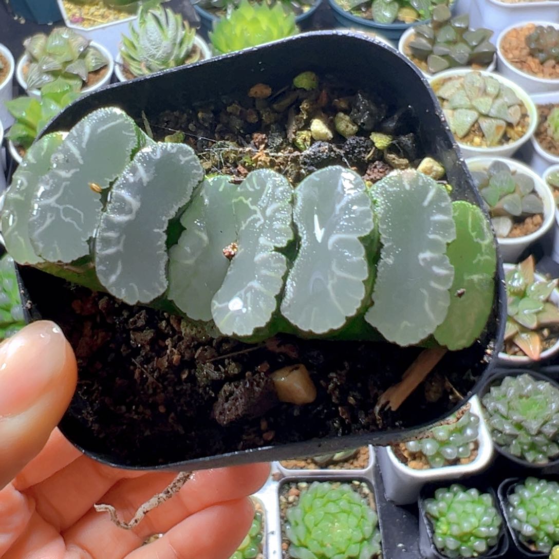 碧峰玉扇多肉多肉多肉