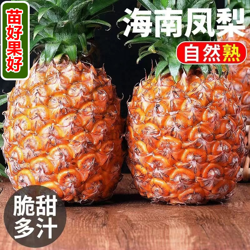 正宗海南金钻凤梨新鲜现摘树上熟菠萝香甜多汁应季水果孕妇水果