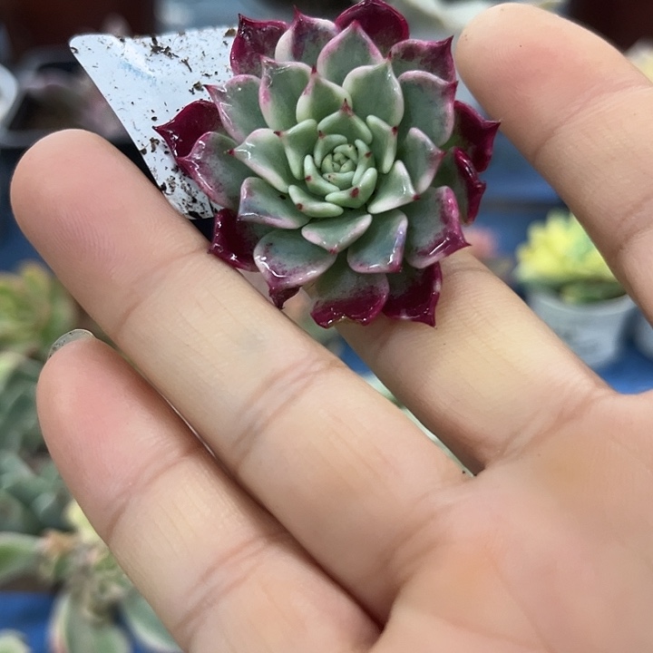 125朱砂痣锦炸多肉植物