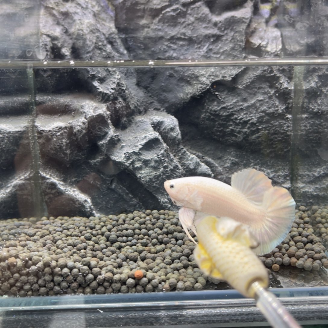 海水鱼福利巨斗666666