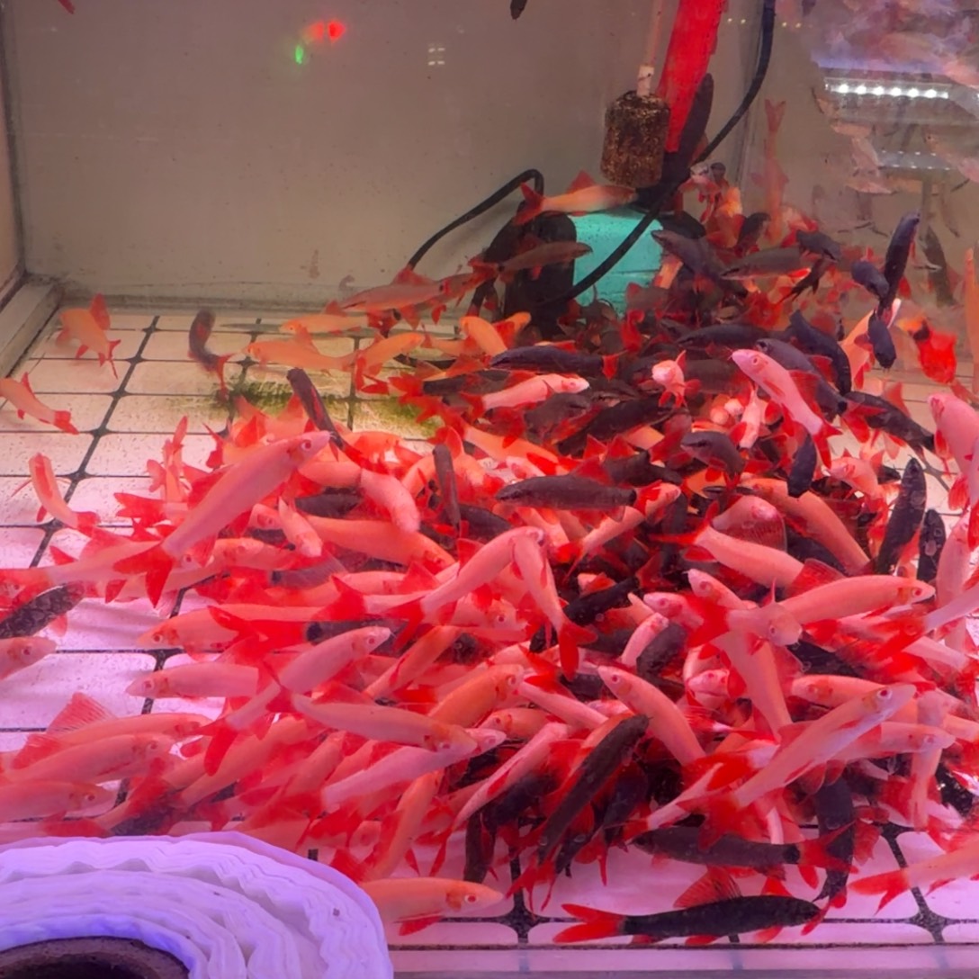 彩虹鲨彩虹鲨粉红鲨共4条(2条送2条备损)