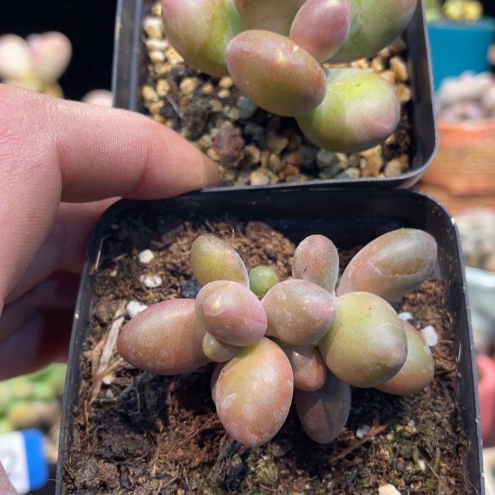 猜***猜两只一起啊啊啊多肉啊啊