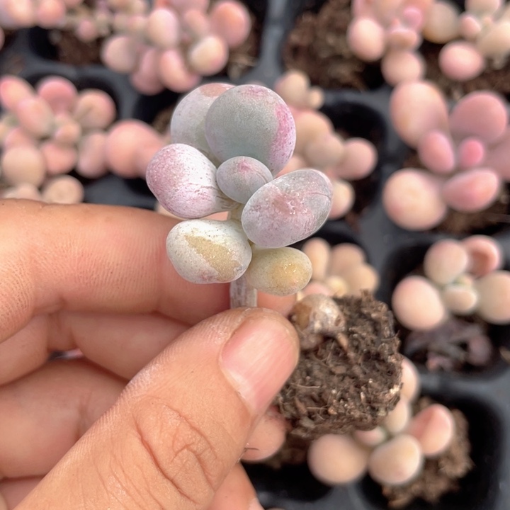夏***希一我一脸满18包邮