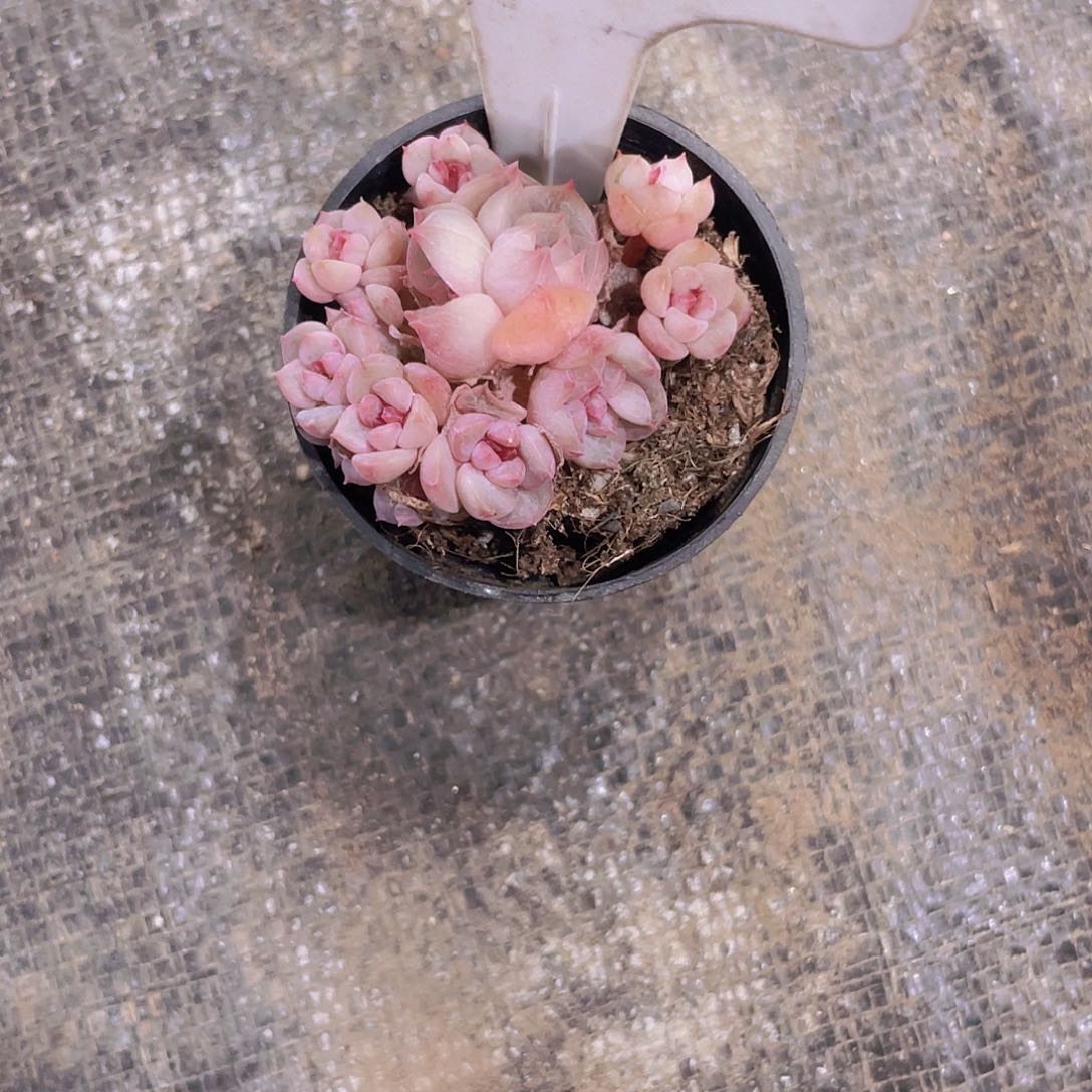 柿*~橙子杂e026一物一拍