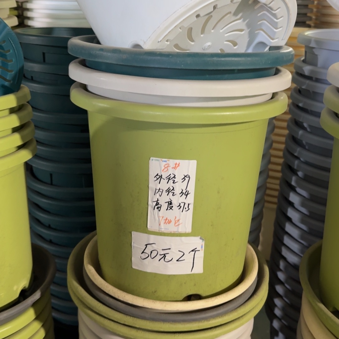 四季8#口径39无拖果绿5个