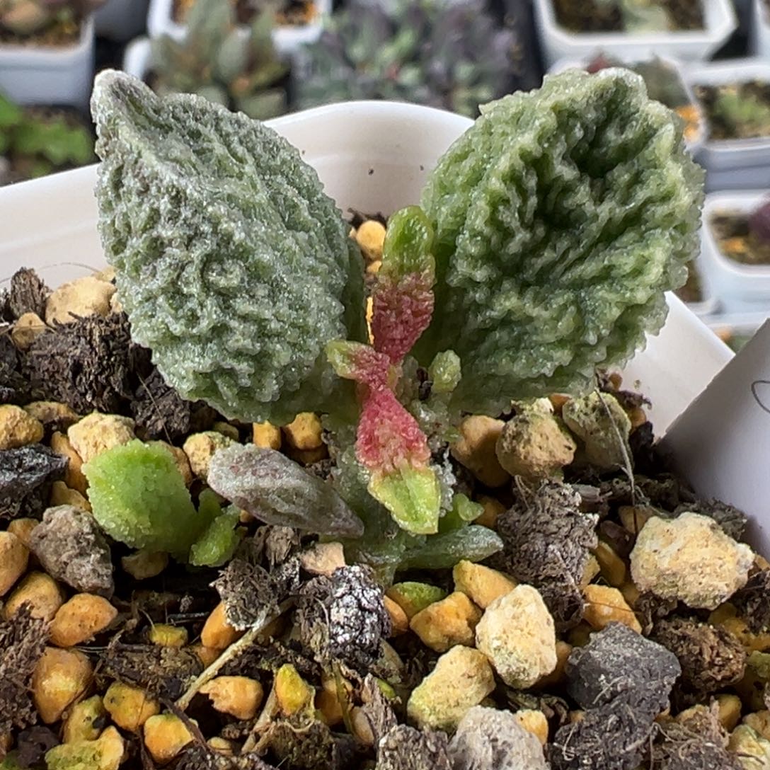 143实生新品绿色系